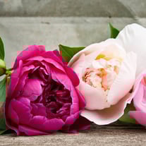 Flower Crown - Rainbow