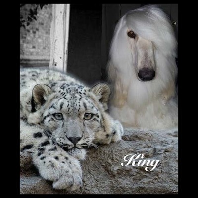 Fleece blanket king & leopard design 2