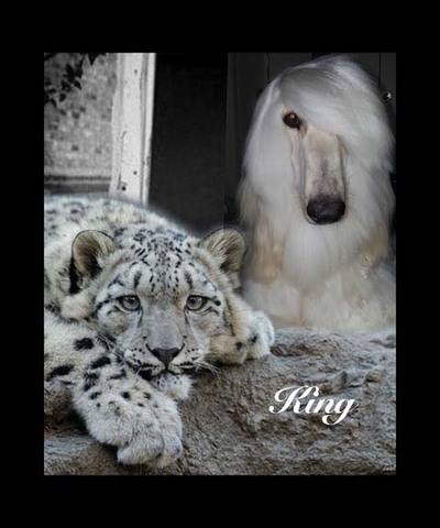 Fleece Blanket King & Leopard Design 2