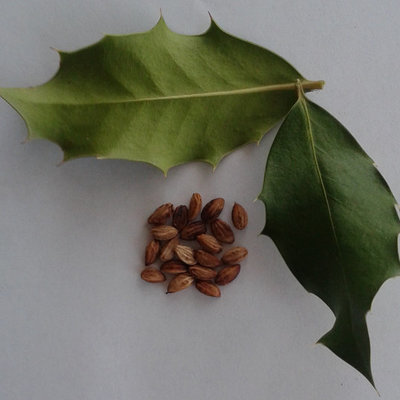 English holly seeds x20
