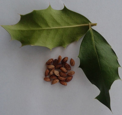 English Holly Seeds x20
