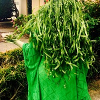 Te Fiti wig--adult or child size--Moana costume - Thumbnail 1