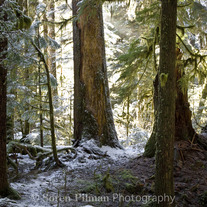Cedars in the snow