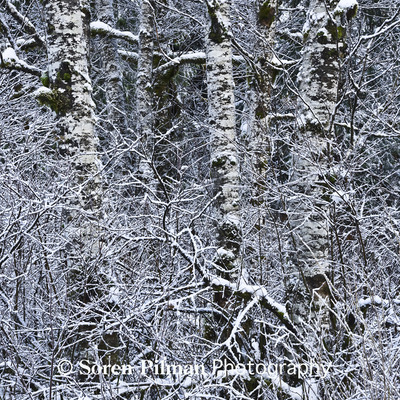 Frozen birch