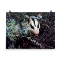 Brokkoli ☆ Poster - Thumbnail 16