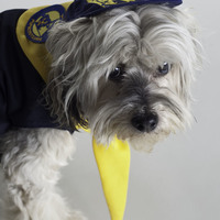 PupScout Boy Sleeveless Uniform by Toni Mari - Thumbnail 2