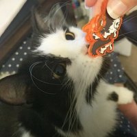 Cookie Cat Pin - Thumbnail 1
