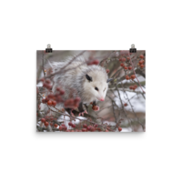 Snowpossum ☆ Poster - Thumbnail 6