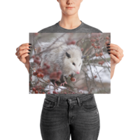 Snowpossum ☆ Poster - Thumbnail 7