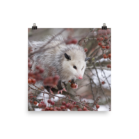 Snowpossum ☆ Poster - Thumbnail 8