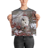 Snowpossum ☆ Poster - Thumbnail 9