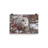Snowpossum ☆ Poster - Thumbnail 10
