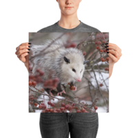 Snowpossum ☆ Poster - Thumbnail 13