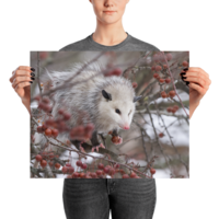 Snowpossum ☆ Poster - Thumbnail 15