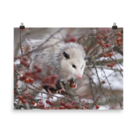 Snowpossum ☆ Poster - Thumbnail 18