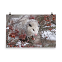 Snowpossum ☆ Poster - Thumbnail 20