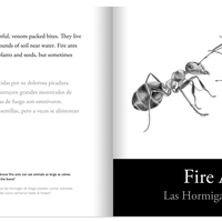 An Introduction to Arthropods: Insects, Arachnids, Myriapods and Crustaceans - Thumbnail 2