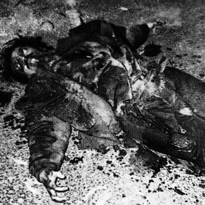 Panic in the forest dvd - Thumbnail 3