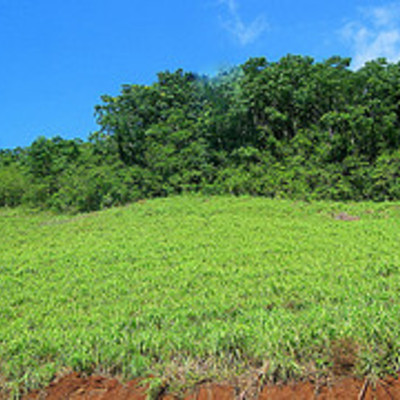 Essential oil - citronella