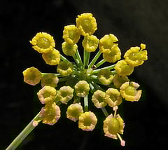 Essential Oil - Fennel, Sweet