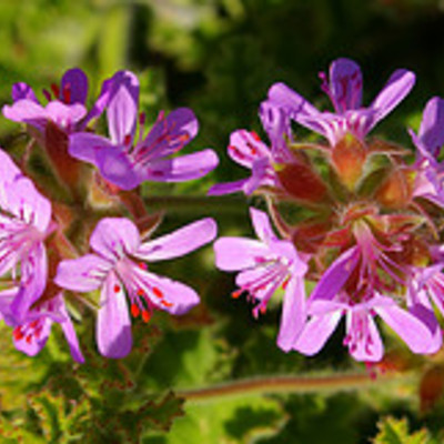 Essential oil - geranium bourbon