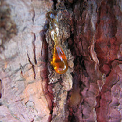 Essential oil - myrrh