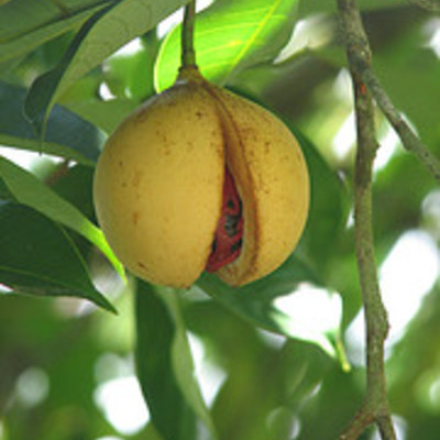 Essential oil - nutmeg