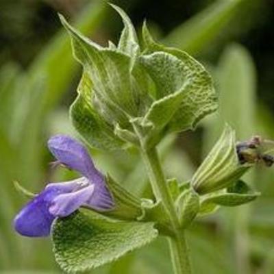 Essential oil - sage, dalmatian