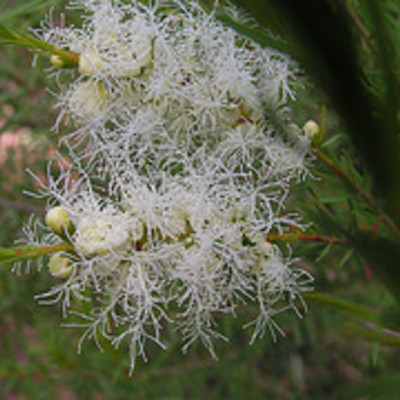 Essential oil - tea tree