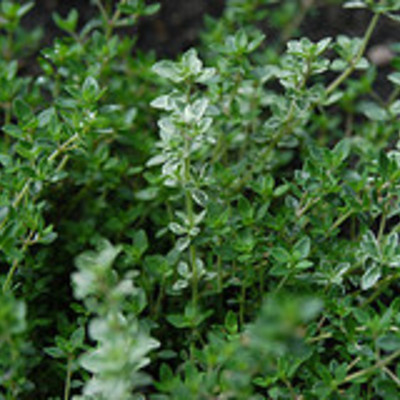 Essential oil - thyme, red