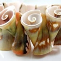 Shell Necklace  - Thumbnail 2