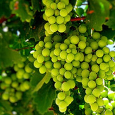 Carrier oil - grapeseed 30ml - Thumbnail 3