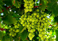 Carrier Oil - Grapeseed 30ml