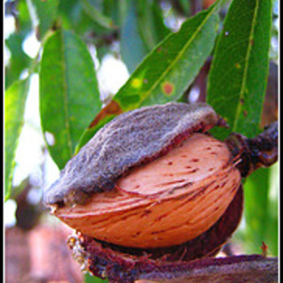 Carrier oil - almond, sweet 30ml - Thumbnail 5