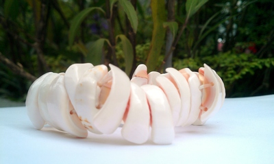 Natural Shell Bracelet