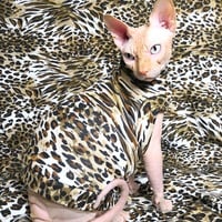 Call of the Wild - Thumbnail 1