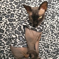 Animal Magnetism - Thumbnail 2