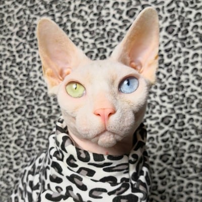 I got the moves like jaguar