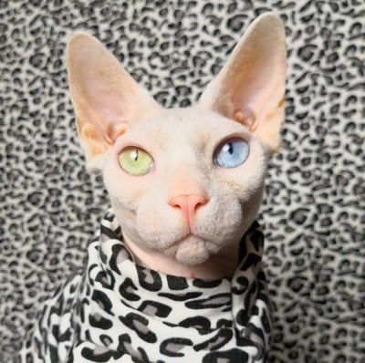 I Got The Moves Like Jaguar