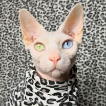 I Got The Moves Like Jaguar