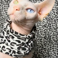 I Got The Moves Like Jaguar - Thumbnail 1