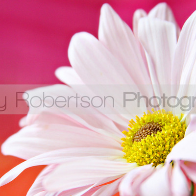 Ms foundation flower