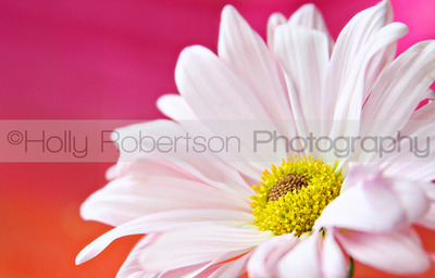 MS Foundation Flower