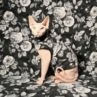 Gargoyles - Man Ray - Thumbnail 2