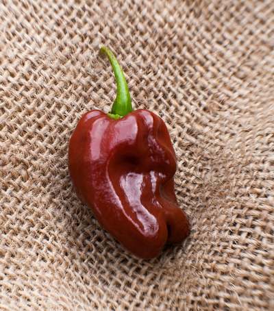Jamaican Hot Chocolate Habanero Heirloom Pepper Premium Seed Packet