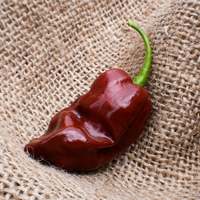 Jamaican Hot Chocolate Habanero Heirloom Pepper Premium Seed Packet - Thumbnail 1