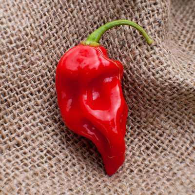 Datil sweet heirloom pepper premium seed packet