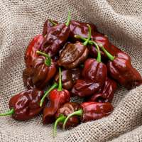 Jamaican Hot Chocolate Habanero Heirloom Pepper Premium Seed Packet - Thumbnail 2