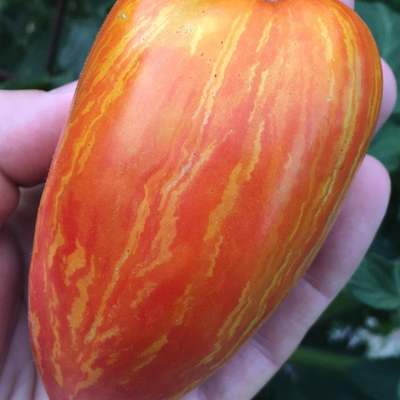 Striped (speckled) roman heirloom tomato premium seed packet