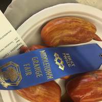 Striped (Speckled) Roman Heirloom Tomato Premium Seed Packet - Thumbnail 1